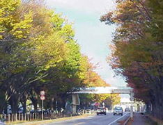 街路樹の紅葉