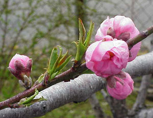 桃の花