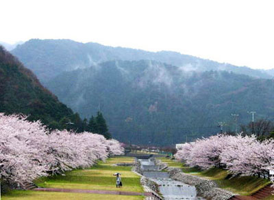 桜並木