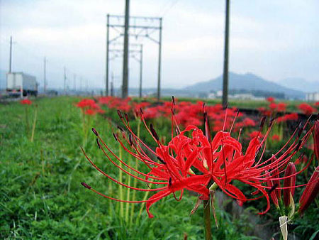 彼岸花